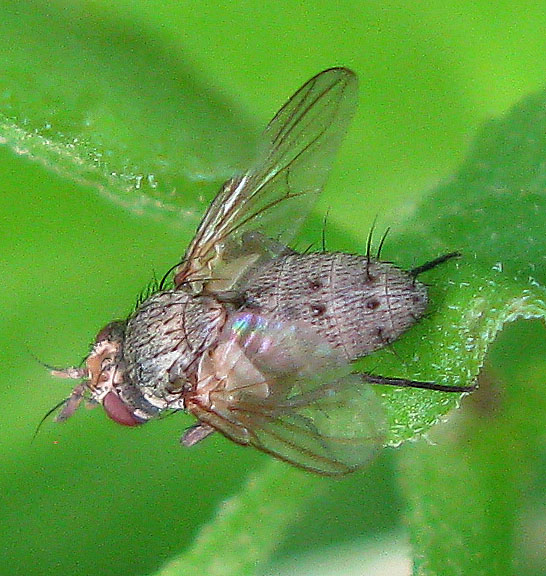 Tachinidae cf. Siphona sp.